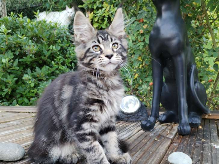 Chatons Maine Coon à vendre