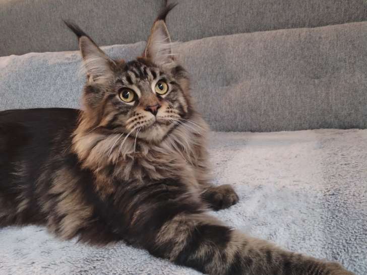 Chatons Maine Coon à vendre