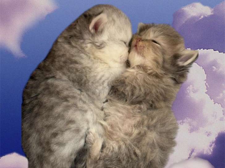2 adorables femelles Persan à vendre