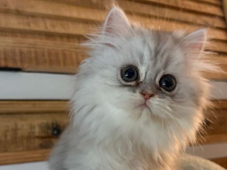 1 adorable femelle Persan à vendre