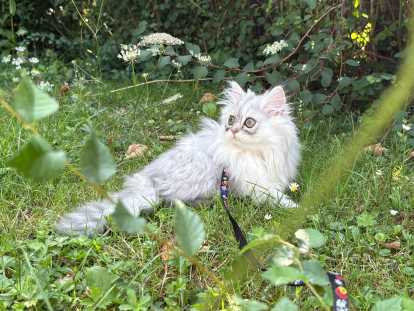 1 adorable femelle Persan à vendre