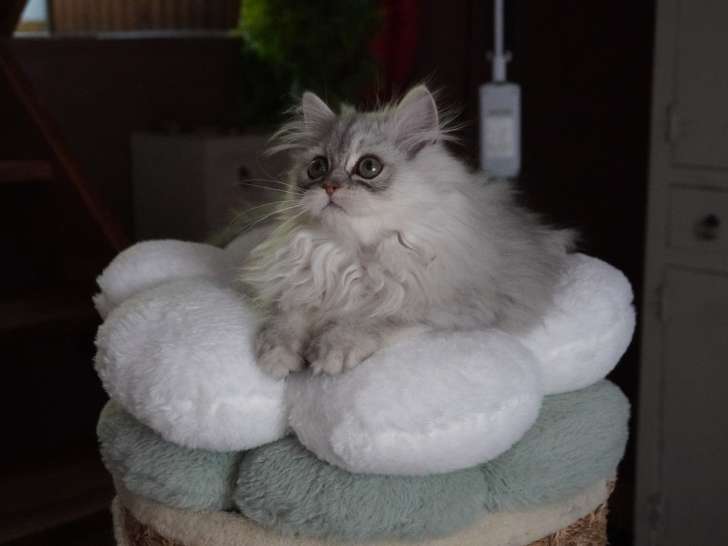 1 adorable femelle Persan à vendre