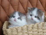 Chaton mâle Highland Straight LOOF à vendre