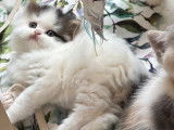 Chaton mâle Highland Straight LOOF à vendre