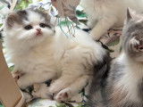 Chaton mâle Highland Straight LOOF à vendre