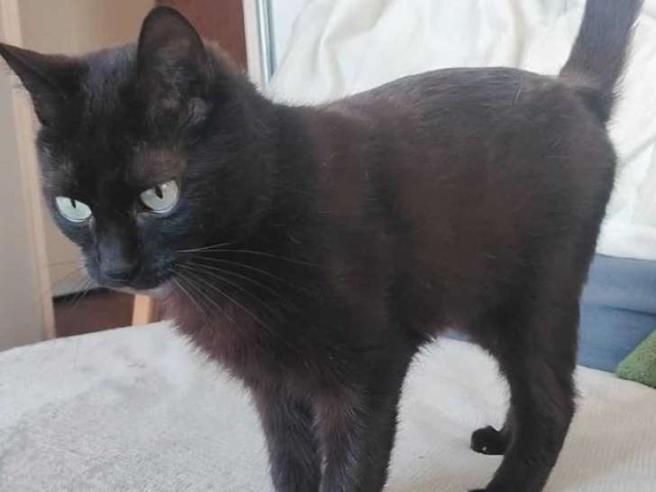 Becky, belle panthère à adopter
