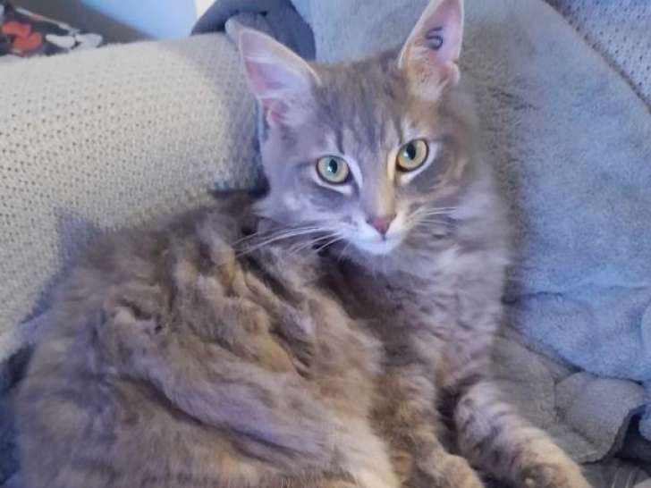 Dolphin, beau chat à adopter