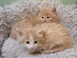 Chatons Norvégien à vendre