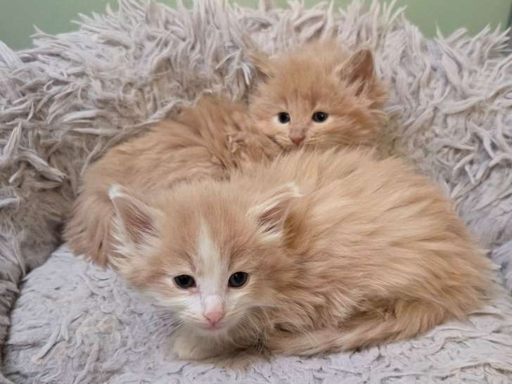 Chatons Norvégien à vendre
