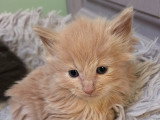 Chatons Norvégien à vendre