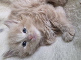 Chatons Norvégien à vendre