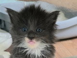 Chatons Norvégien à vendre