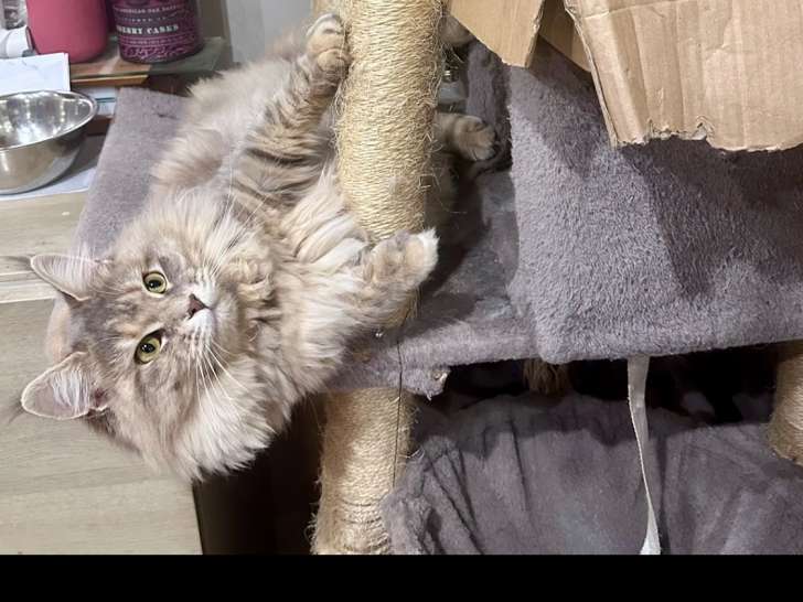 Chatons Maine Coon LOOF à naître