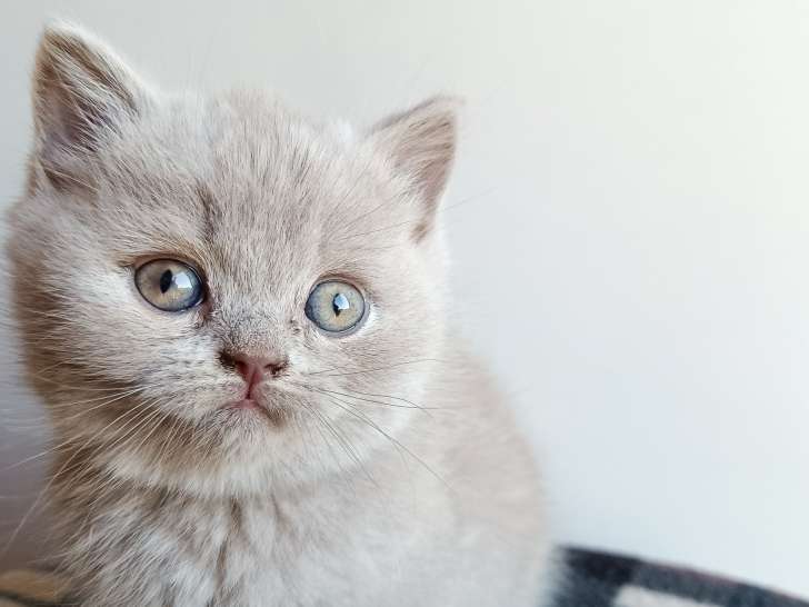 Chatons de race British Shorthair à vendre (3 femelles & 1 mâle)