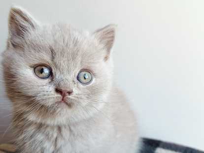 Chatons de race British Shorthair à vendre (3 femelles & 1 mâle)