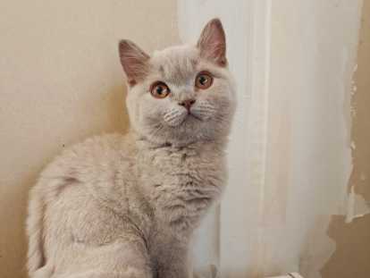 Chatons de race British Shorthair à vendre