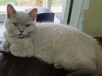 Chatons de race British Shorthair à vendre