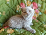 Chatons de race British Shorthair à vendre