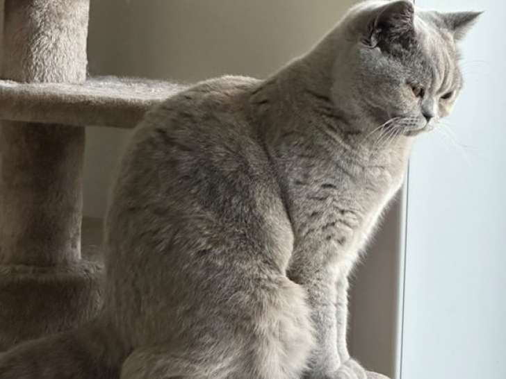 Jeune chatte British Shorthair bleue à vendre