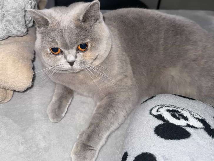 British Shorthair