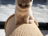 Chatons British Shorthair à vendre