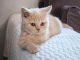 Chatons British Shorthair à vendre