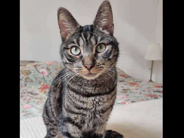À adopter : chat tigré