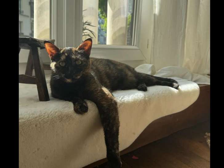 Disponible à l'adoption : chatte de 3 ans