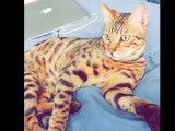 En attente d'adoption : chat Bengal marron