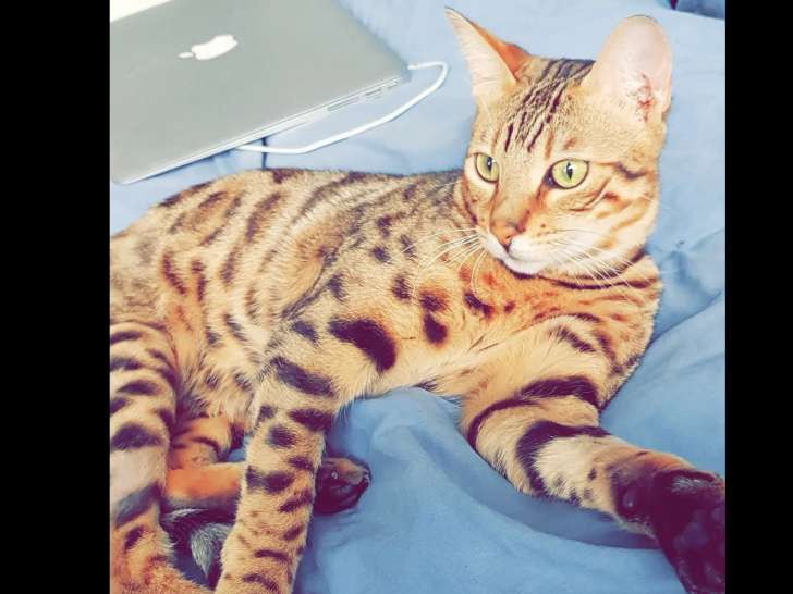 En attente d'adoption : chat Bengal marron