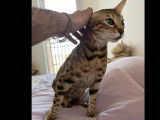 En attente d'adoption : chat Bengal marron