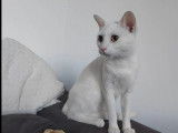 Prête pour l'adoption : chatte d'un an