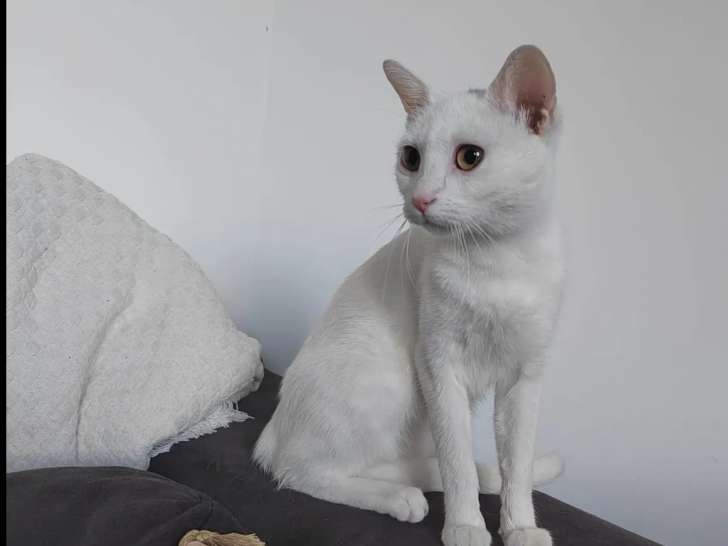 Prête pour l'adoption : chatte d'un an