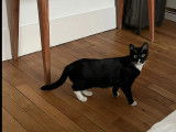En attente d'une famille : chat noir et blanc