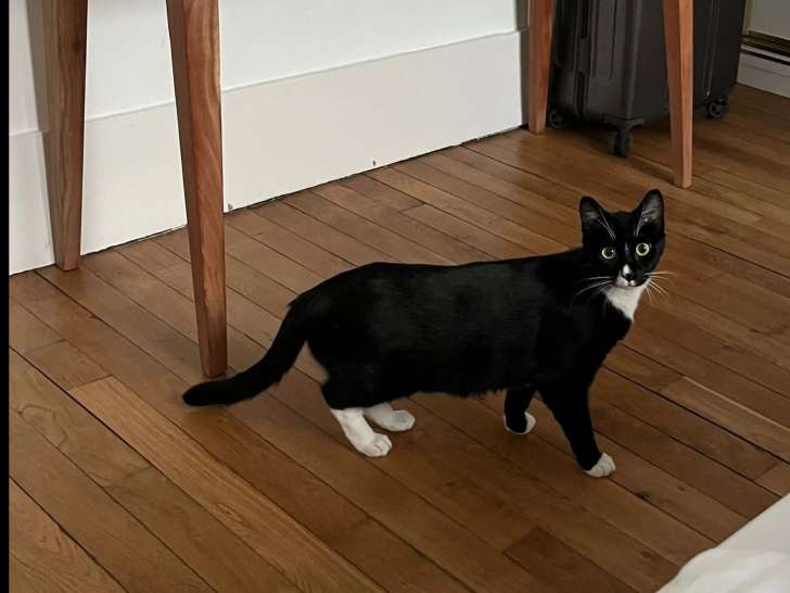 En attente d'une famille : chat noir et blanc
