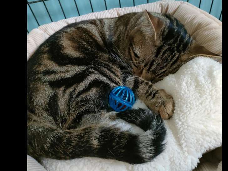 En quête d’un foyer : chat âgé d'un an