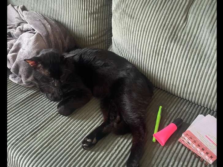 Adoption disponible : chat au pelage noir