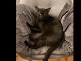 Adoption disponible : chat au pelage noir