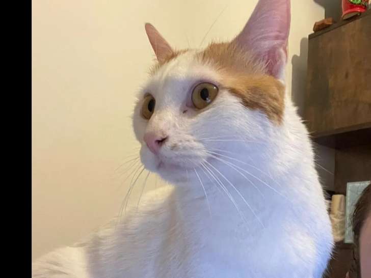 À la recherche d’un foyer : chat roux et blanc
