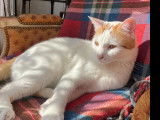 À la recherche d’un foyer : chat roux et blanc