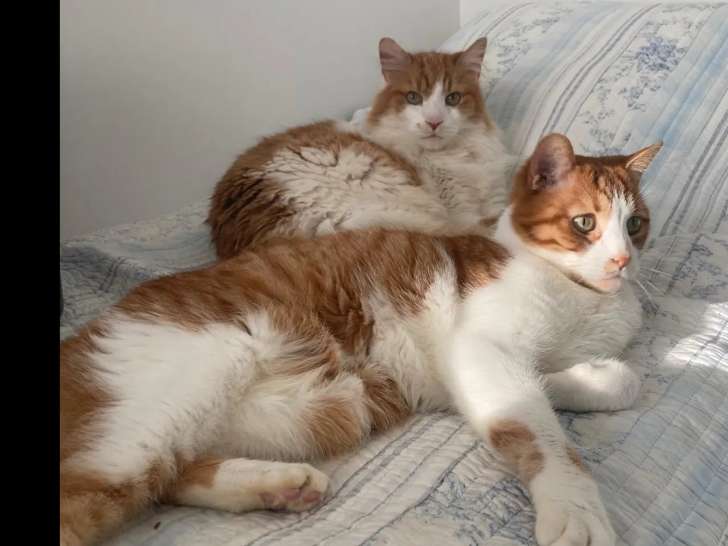 2 chats de 7 ans à adopter