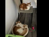2 chats de 7 ans à adopter