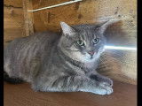 Chat gris et blanc disponible à l'adoption