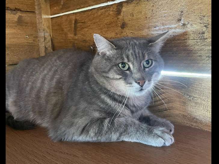 Chat gris et blanc disponible à l'adoption
