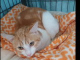 Chaton mâle roux et blanc en attente d'adoption