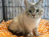Chatte Siamoise d'un an en attente d'une famille