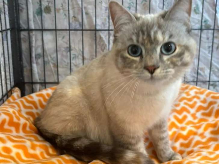Chatte Siamoise d'un an en attente d'une famille