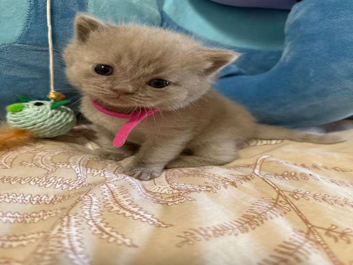 Chatons de race Highland Straight à vendre (1 femelle & 4 mâles)