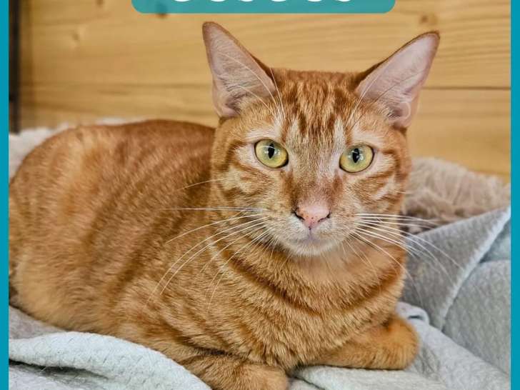 Chat tigré roux à accueillir