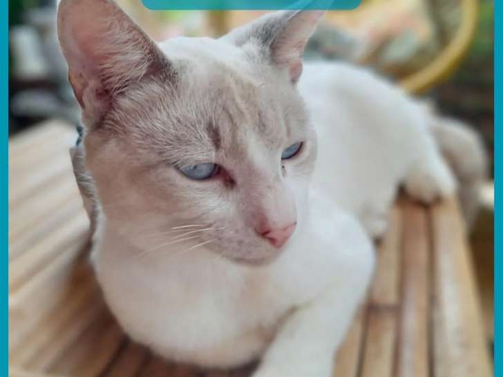 Chaton mâle seal point en quête d’une famille